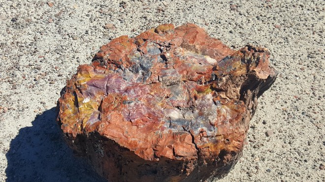 Petrified Forest National Park