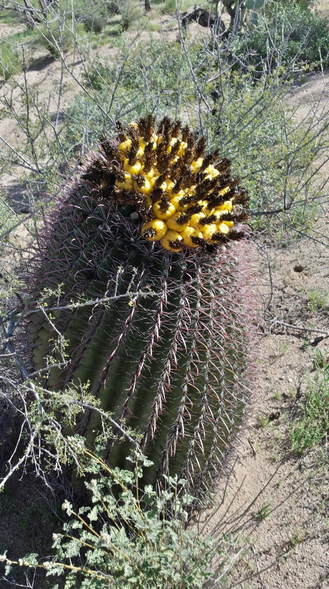 20150301_100228_Richtone(HDR)