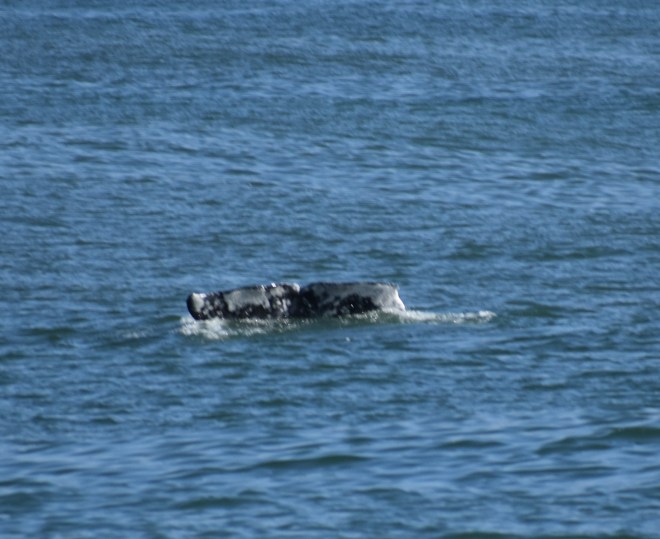 dsc_0440.jpg