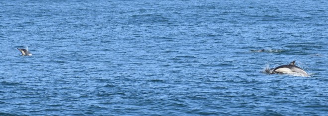 dsc_0496.jpg