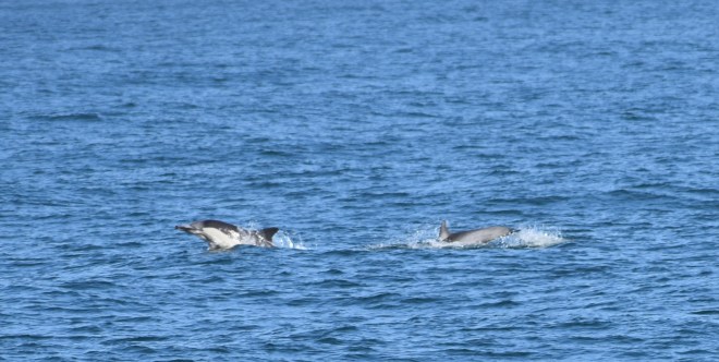 dsc_0502.jpg