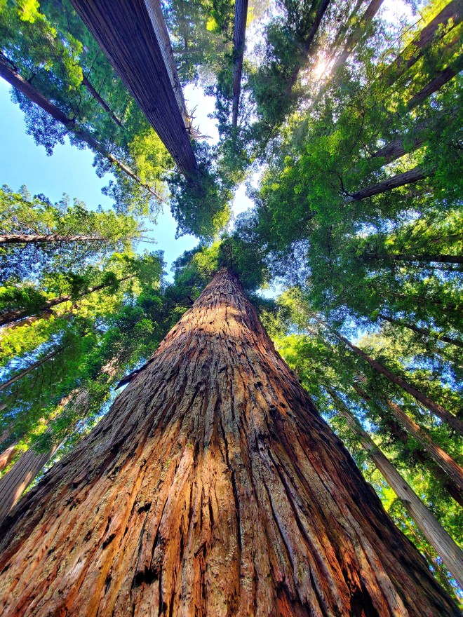 Redwood National Park