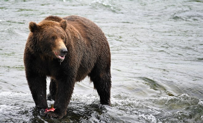 Katmai National Park