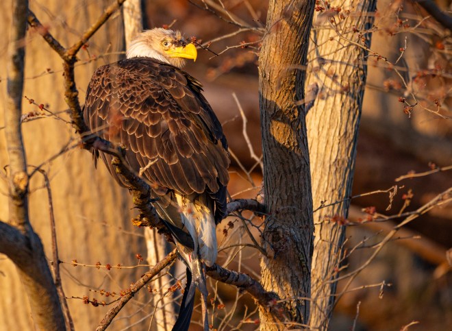 Conowingo Dam