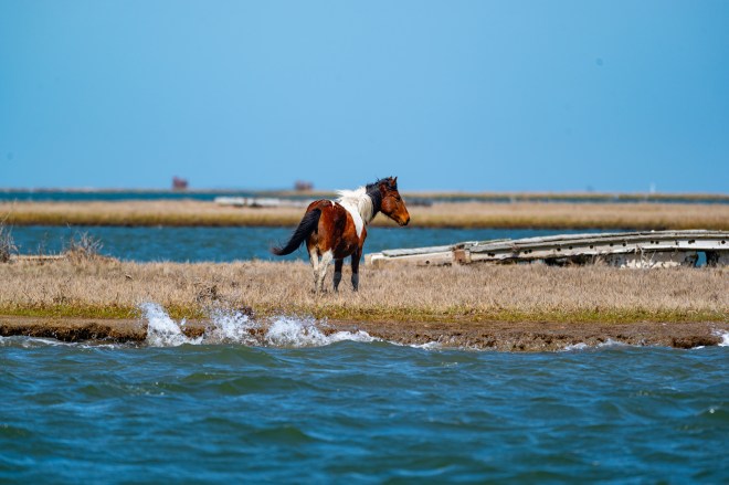 Chincoteague and Blackwater National WildLife Refuge