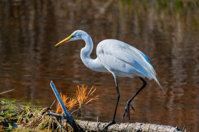 Chincoteague and Blackwater National WildLife Refuge